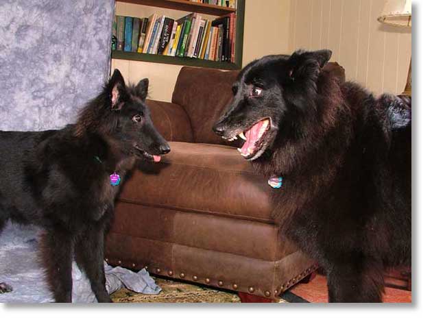 Acacia and bing having a conversation, or argument.