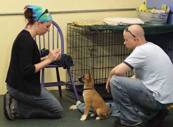 Puppy Class sits and downs for fun