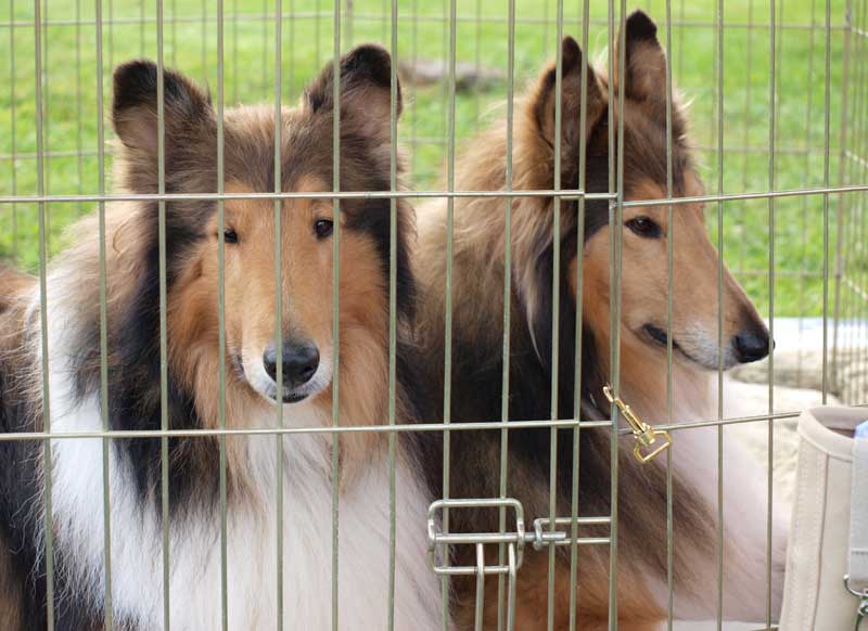 collies