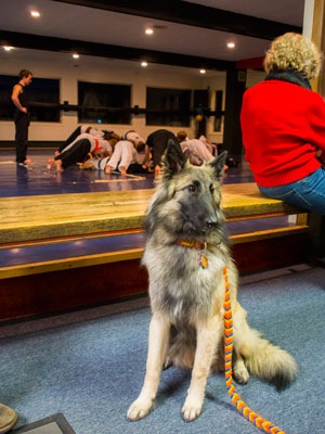 image: Dax just hanging out at karate class with kids dooing burpees and shouting kias in the background