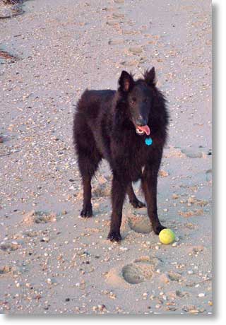 Bing says, "Throw the ball, please."