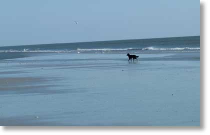 Bing getting his exercise chasing a seagull.