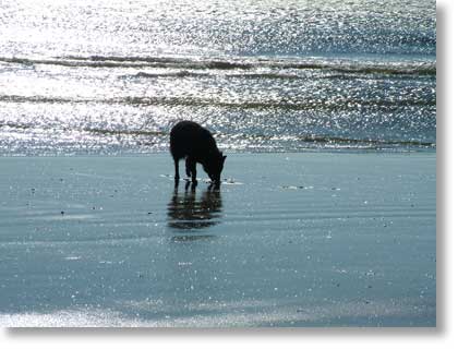 Bing samples the water.