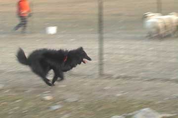 Window Media Video of Bing's Herding Instinct Test