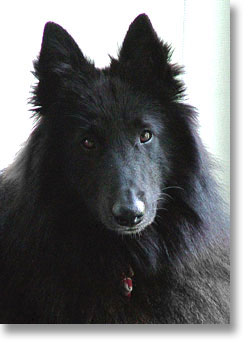 Bing, Belgian Sheepdog, age 16 months