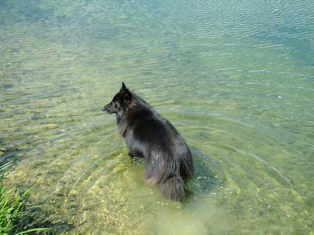 Bing gets to swim in the pond.