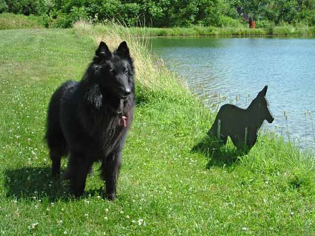 Will the real Belgian please beg for treats!