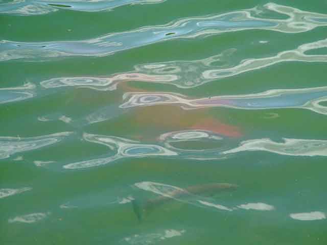 In the pond there are koi and largemouth bass