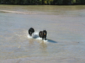 Playing in the Rio Grande near Las Cruces