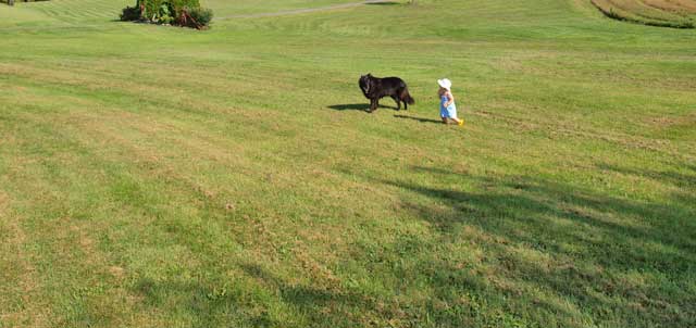 Cyan chases Acacia