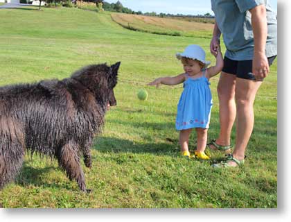 Cyan throws a ball for Bing (mom supervises)