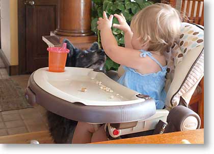 Cyan feeds Acacia from her highchair