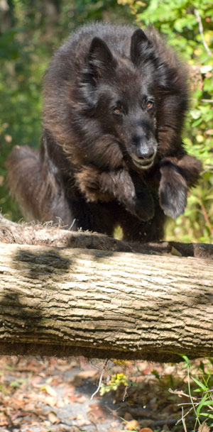 Bing jumps over a tree on the trail