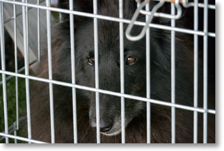 I did not want to put Bing in his crate in Ali's office for this picture. In fact, this picture was taken in one of the places Bing loves the crate: in the pavilion waiting his turn for a run in Rally 