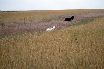 Bing and Tango up on the field near our pond