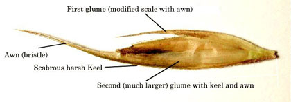 Drawing of typical grass awn