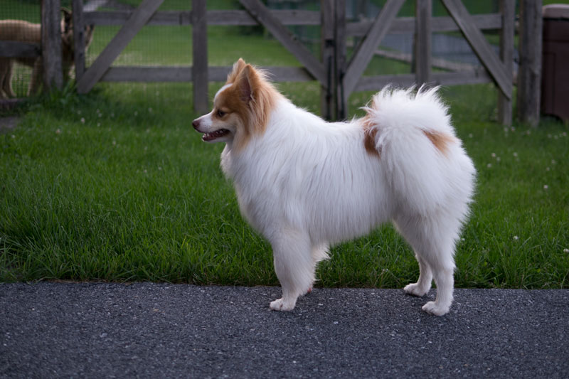 Tango posing, Harriet behind the fence in the yard.