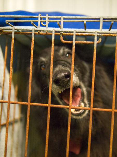 Photo:Bing often gets wound up in his crate at agility class.