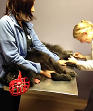 Photo:Bing often gets wound up in his crate at agility class.