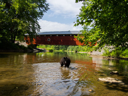 Photo:Bing swimming in the Jordan Creek near Schlicher's Covered Bridge
