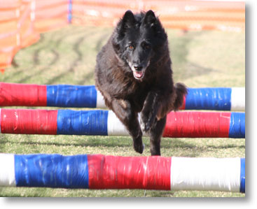 Acacia doing her fastest run in Lure Coursing