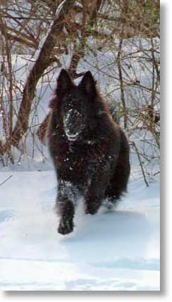 bing running in the snow