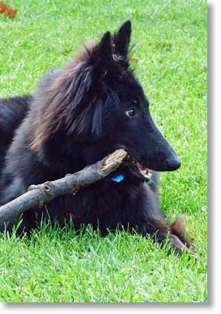 Picture of Bing eating a stick.