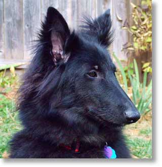 Picture of a very handsome Belgian Sheepdog.