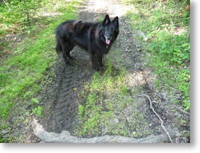 Fresh 4-wheeler tracks