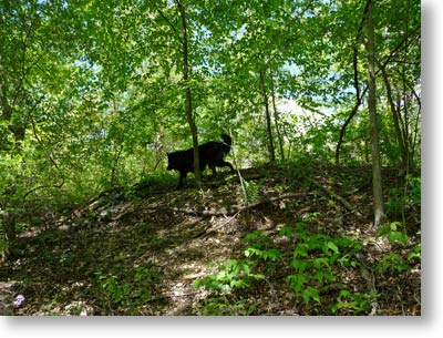 On the trail of a rabbit