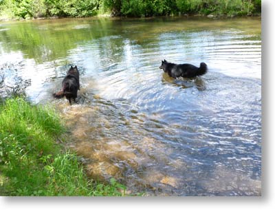 Swimming for treats