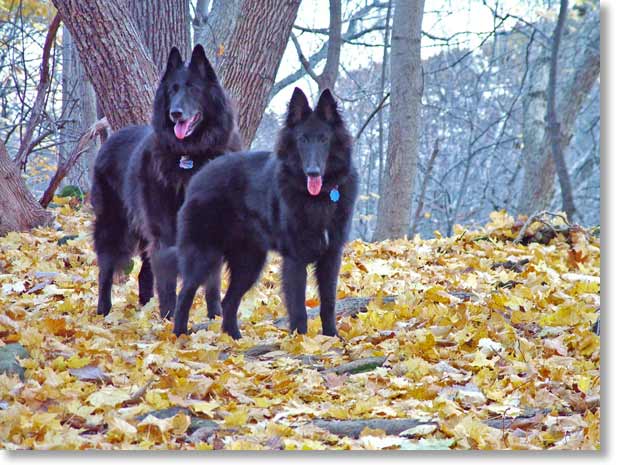 Bing and Acacia posing. Belgian fur turns blue in late afternoon light.