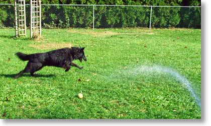 Bing chases a stream of water.