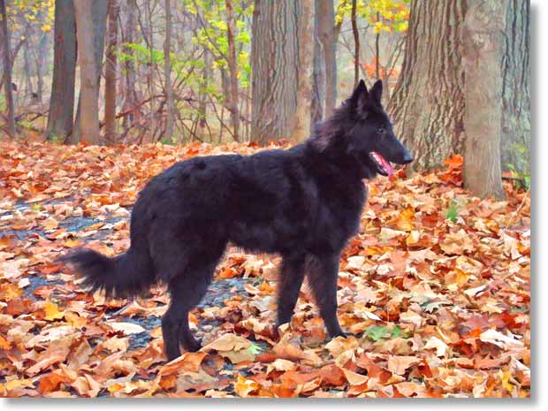 Bing on a late afternoon walk in Jordan Creek Parkway