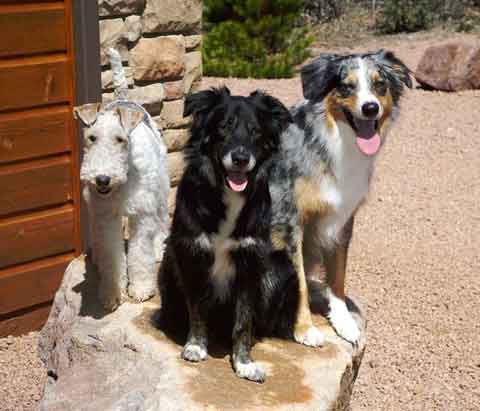 Photo of Dale Klausner's dogs, Gus, Zoe and Zeke
