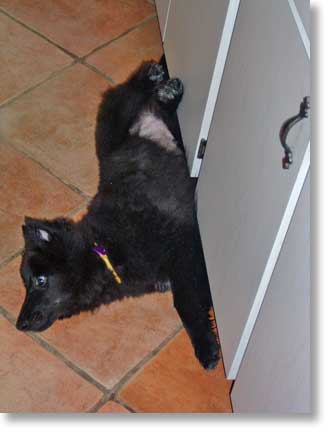 Bing cooling off on the tile floor