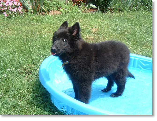 Bing in his pool