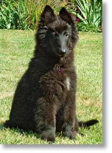 Bing, outside in the back yard, age 3 months