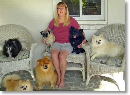 Multiple dogs in a happy sit