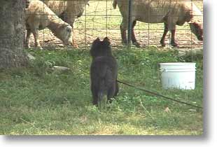 Photo of Bing seeing sheep for the first time, EVER!