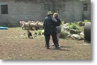 "Hey lady, I can herd sheep, watch!" says Bing