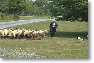 Photo of the sheep, Carolyn and Annie the Border Collie