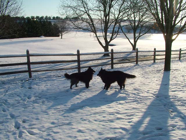 belgians in snow at play